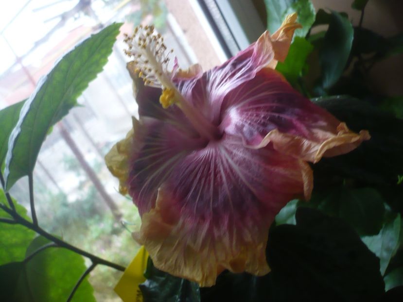P1430221 - HIBISCUSI 2019-3