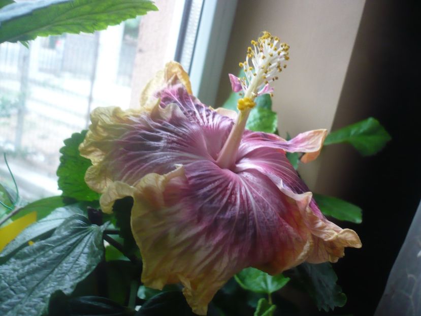 P1430222 - HIBISCUSI 2019-3