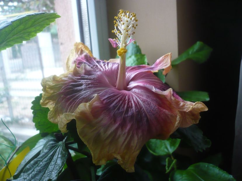 P1430223 - HIBISCUSI 2019-3