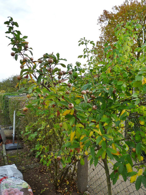  - 2019 - 03 - Toamna