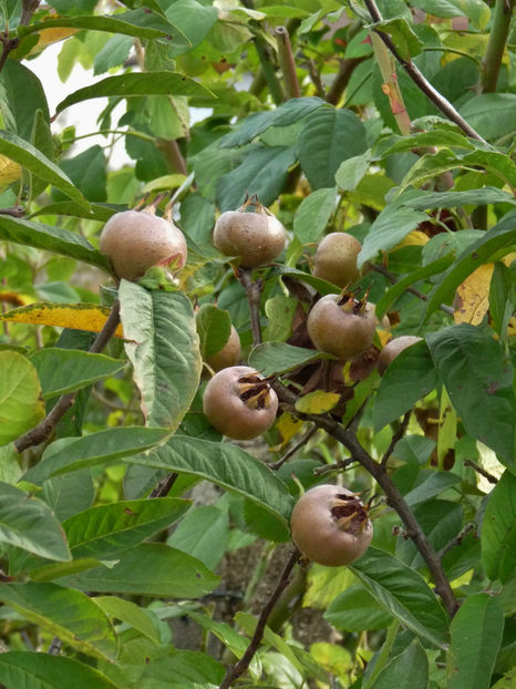  - 2019 - 03 - Toamna