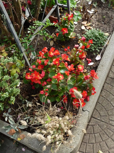  - 2019 - 03 - Toamna