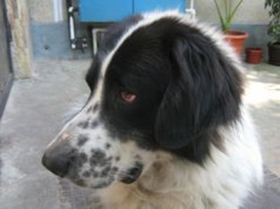 Sunt de paza. Tura intai a fost Sasha. - IN MEMORIAM BRUNO 22 iunie 2010 - 28 noiembrie 2019