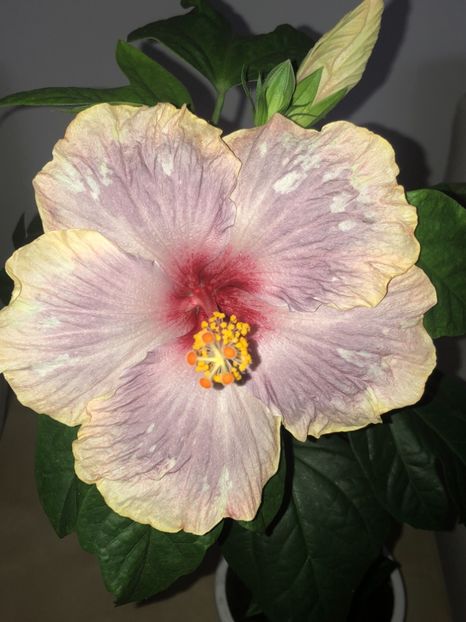 BBEF3B58-A163-42E8-9804-6570A06B6F3C - Flori 2019