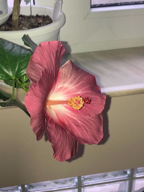 DAA3C663-0CEC-46B2-B448-3B4855EB18E3 - Flori 2019