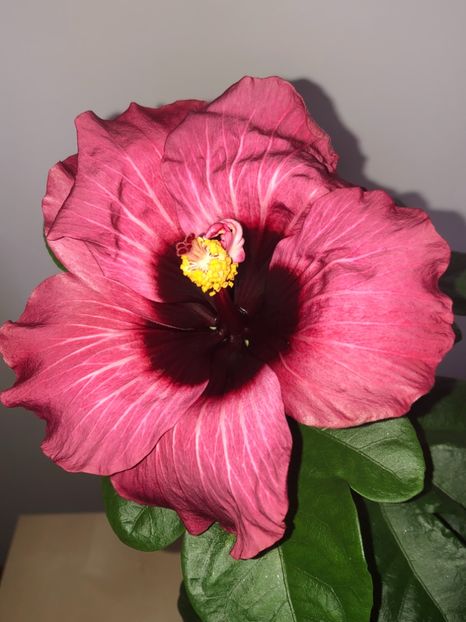 817C6AA0-4CEA-4427-879A-A15D37C22D4B - Flori 2019