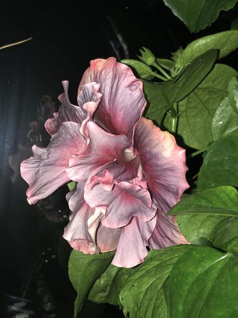 292E76B9-400D-46DA-B6CF-E85E0571CDB6 - Flori 2019
