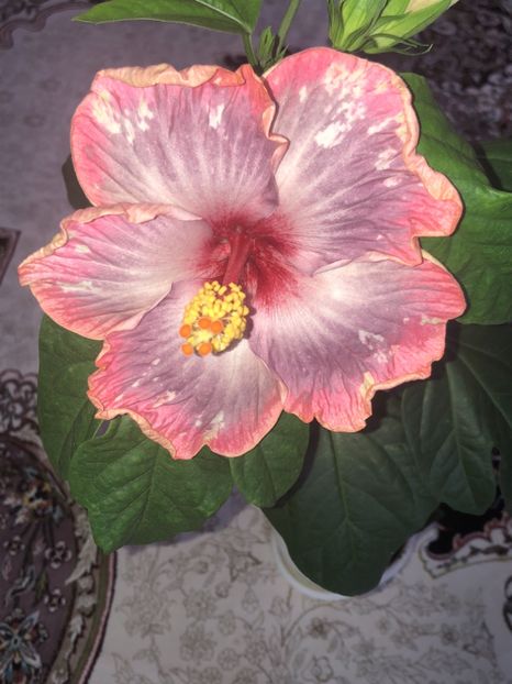 D3F57060-B3A9-46D8-96B3-7E2413B47D3A - Flori 2019