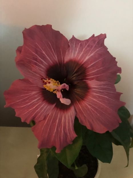 44C2FEAC-7C9D-4EA0-A7F9-CF631D55D7D4 - Flori 2019