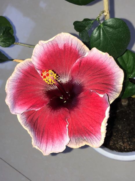 C3BD3336-A497-41A2-B32C-BF07B46E73F7 - Flori 2019