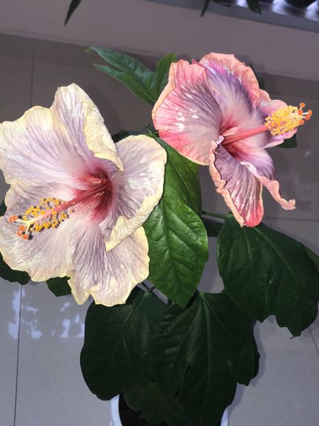 65E708A9-3305-437A-9417-3052CADED1F2 - Flori 2019