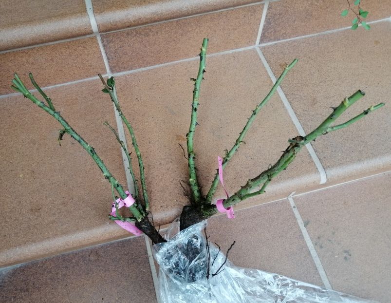 Kaffe Fassett + Eden Rose.. - b Comenzi plante copaci 2018 2019