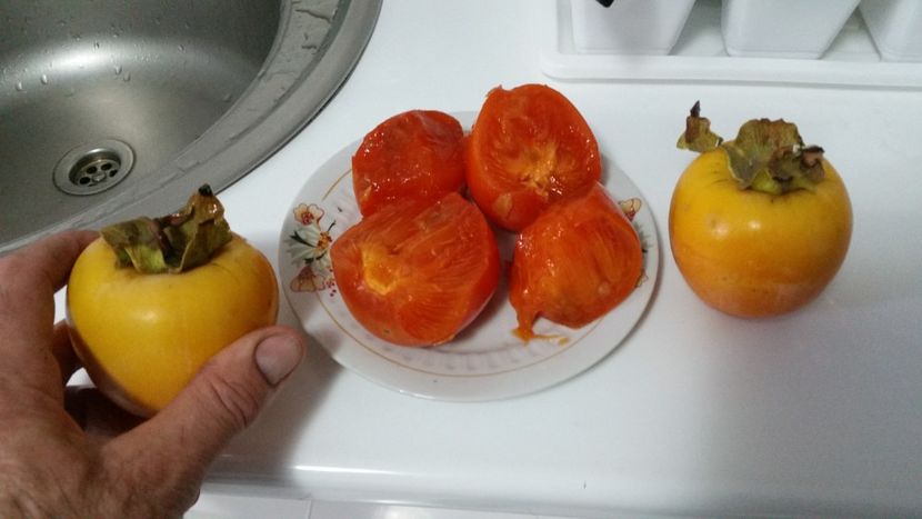  - Arbori fructiferi 2019