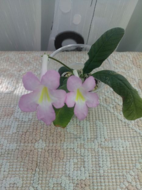 10 oct - Nia strepto