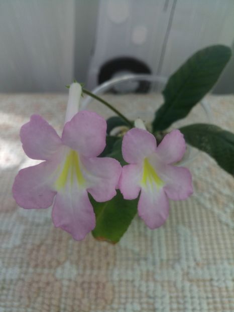 10 oct - Nia strepto