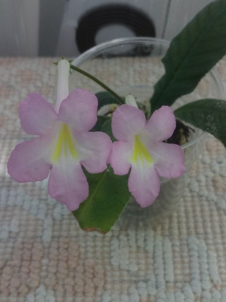 10 oct - Nia strepto