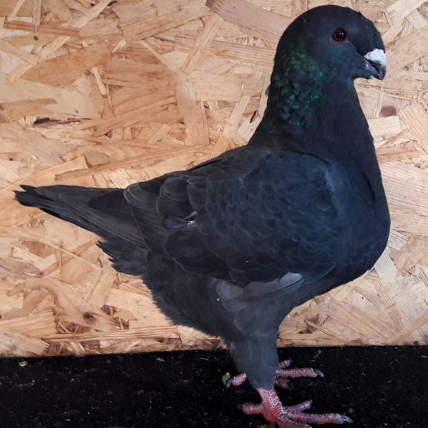  - 3---AGH DAȚI 2019 - 2025