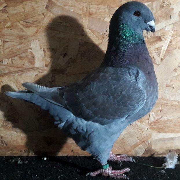  - 3---AGH DAȚI 2019 - 2025