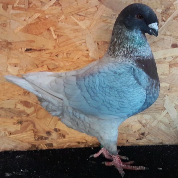  - 3---AGH DAȚI 2019 - 2025