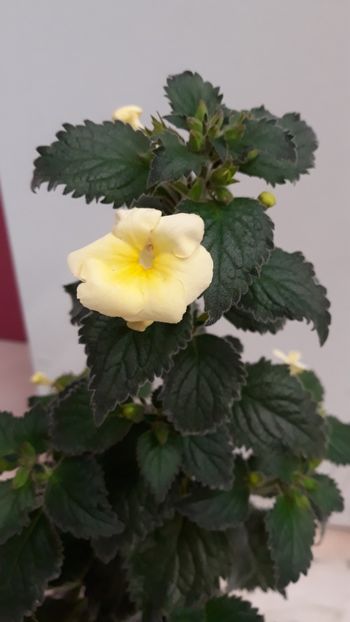  - R20 - Milky Way xA