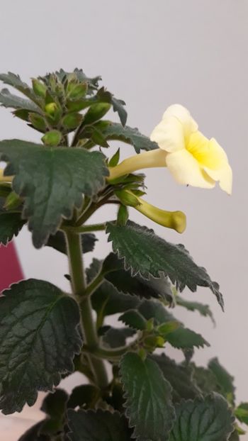  - R20 - Milky Way xA