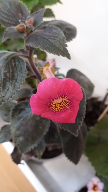  - R19 - Polly Tan xA