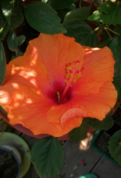  - Hibiscus