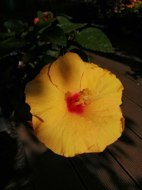  - Hibiscus