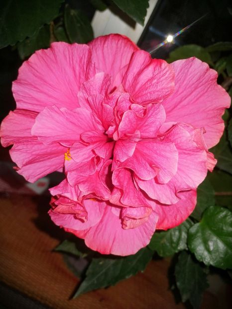  - Hibiscus