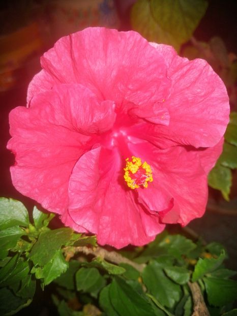  - Hibiscus