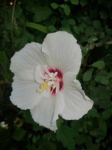  - Hibiscus