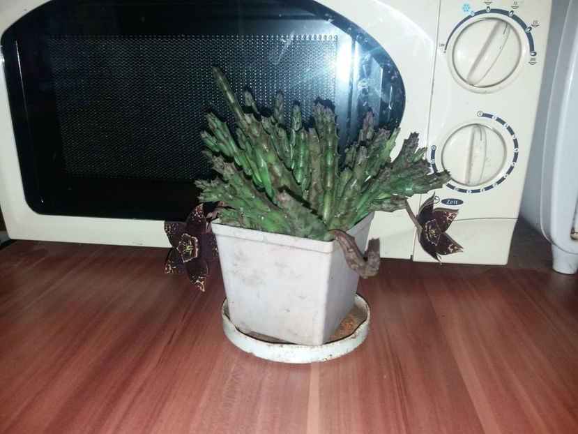 73403947_1002619013408986_5854249619420086272_n (1) - cactusi