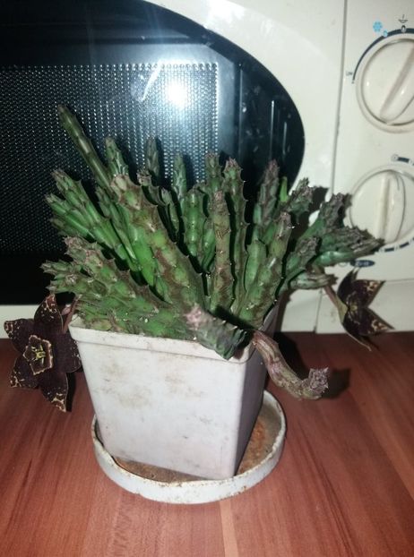 73415920_409591133059712_4939109921070252032_n (1) - flori de camera 2019