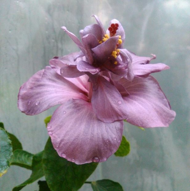  - Hibiscus Blue Diamond