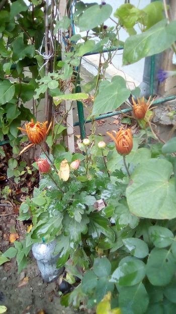 IMG-20191030-WA0006[1] - Gradina la sfarsit de octombrie 2019