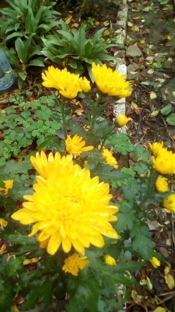 IMG-20191030-WA0008[1] - Gradina la sfarsit de octombrie 2019