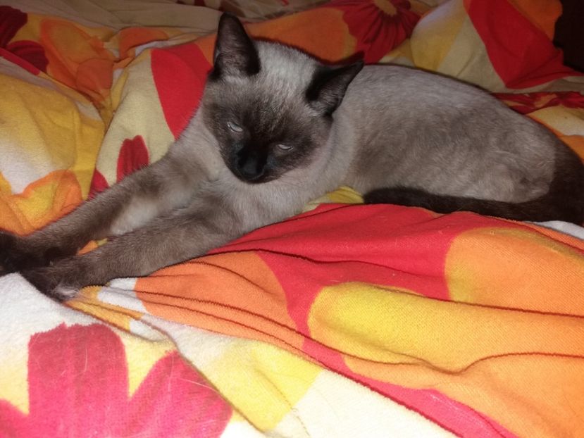  - Daisy și Duracel în octombrie 2019