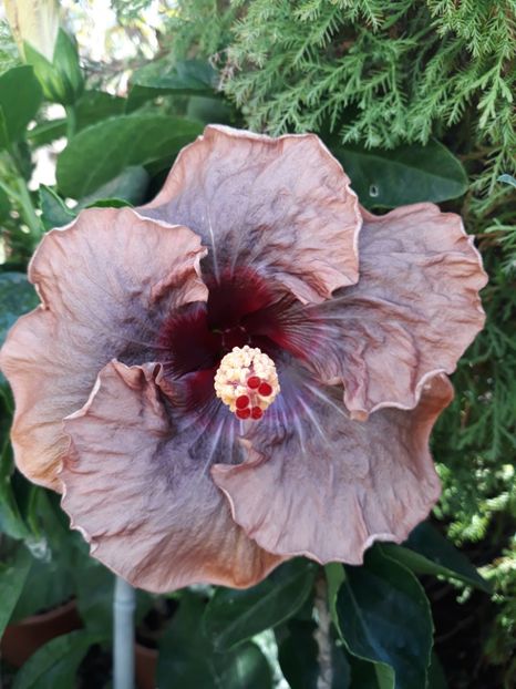  - 1- HIBISCUS 2019