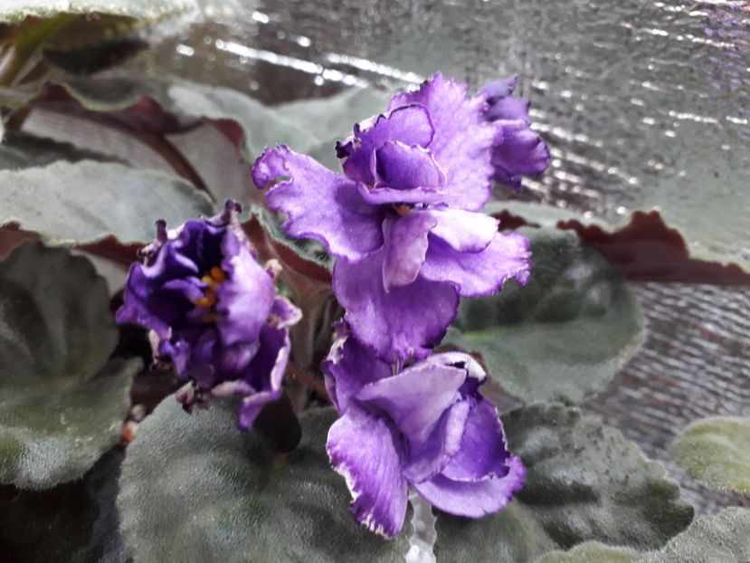  - ZZ Lyons Plum Puding