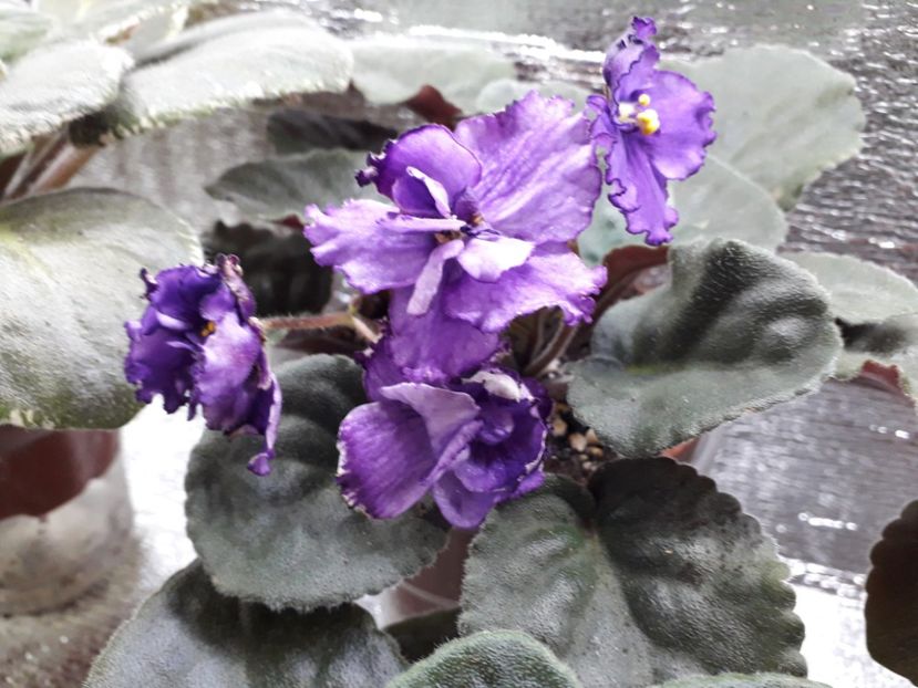  - ZZ Lyons Plum Puding