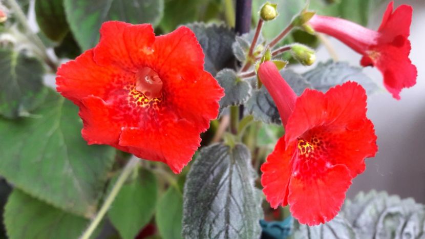 Tot mai frumușel - Sadistic Love