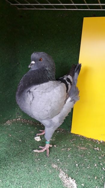 20191030_133333(0) - King 2019