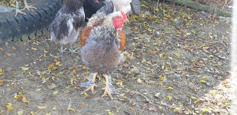 80 lei - 000 DE VANZARE GAINI DE RASA