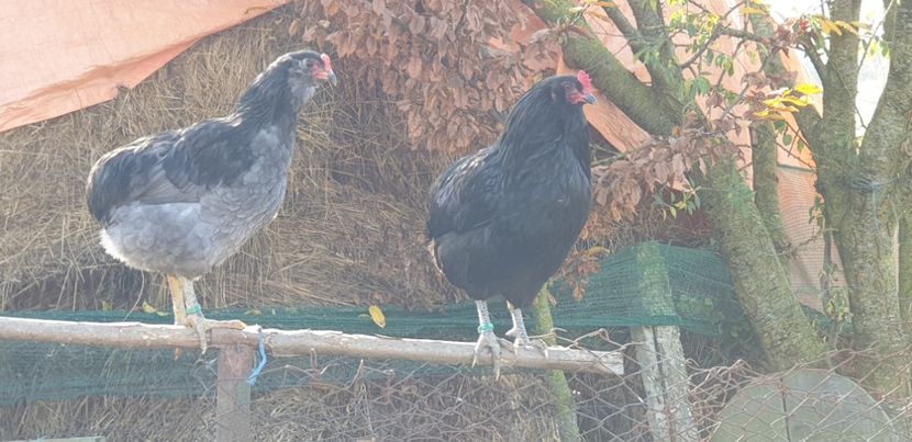 150-100 lei - 000 DE VANZARE GAINI DE RASA