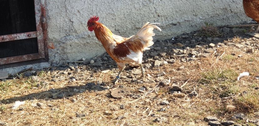 70 lei - 000 DE VANZARE GAINI DE RASA