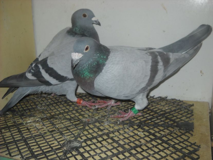  - UNDEVA IN SUCEAVA arhiva