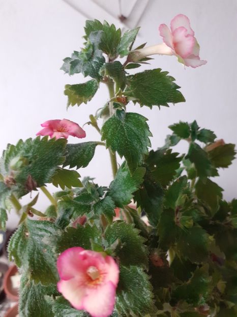  - 2016 achimenes