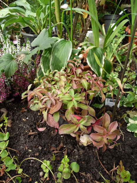  - 2019 - 03 - Toamna