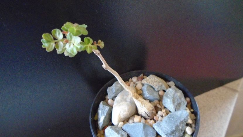 Pachycormus discolor - Caudiciforme si bulbi 2019 bis
