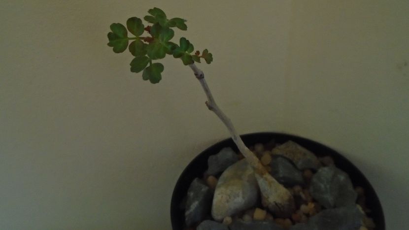 Pachycormus discolor - Caudiciforme si bulbi 2019 bis